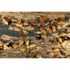 Termite control services